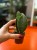 Sansevieria grandis sansewieria łopata masoniana