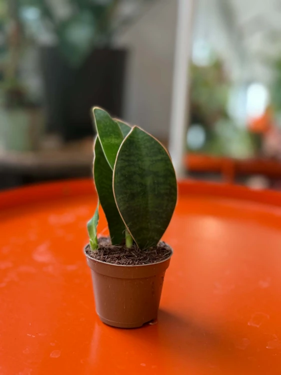 Sansevieria grandis sansewieria łopata masoniana