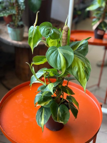 filodendron • philodendron brasil