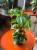 filodendron • philodendron brasil