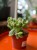 Cotyledon ladysmithiensis / Bear Paw / łapki niedźwiedzia