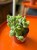 Cotyledon ladysmithiensis / Bear Paw / łapki niedźwiedzia