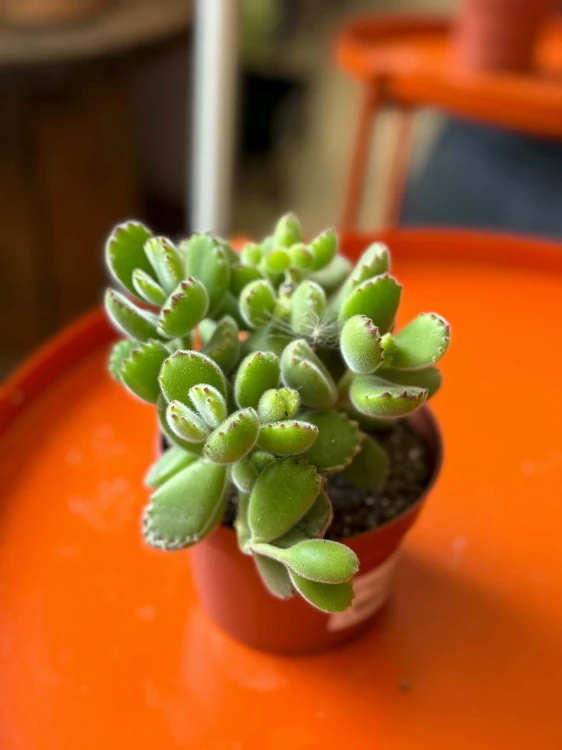 Cotyledon ladysmithiensis / Bear Paw / łapki niedźwiedzia
