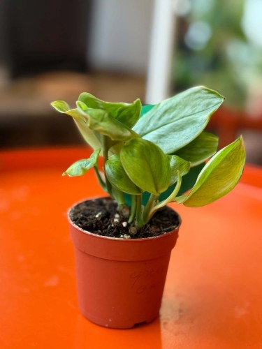 Scindapsus 'Green on Green'  (2).jpg