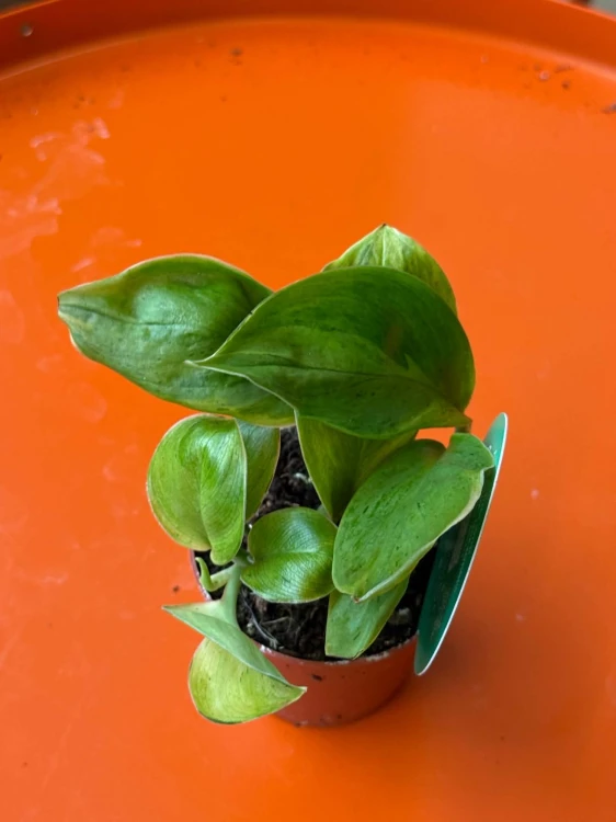 Scindapsus 'Green on Green'  (4).jpg