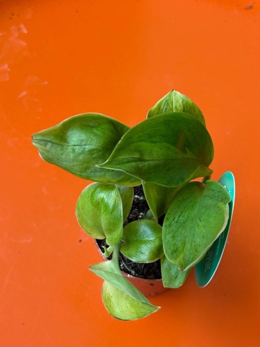 Scindapsus 'Green on Green'  (1).jpg