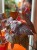 Begonia Morris DØ8cm  (3).jpg