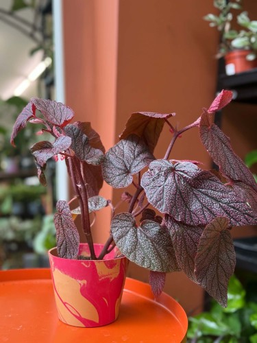 Begonia Morris DØ8cm  (1).jpg