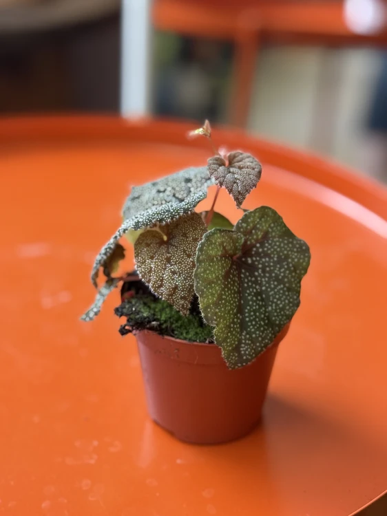 begonia curtisii galaxy (3).jpeg