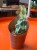 Myrtillocactus geometrizans 'Fukurokuryuzinboku' kaktus DØ6,5cm (3).jpg