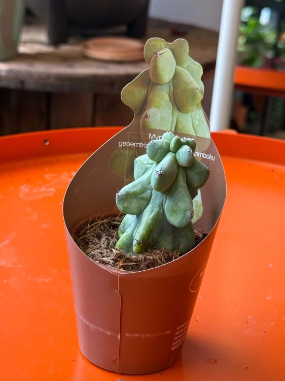 Myrtillocactus geometrizans 'Fukurokuryuzinboku' kaktus DØ6,5cm (3).jpg