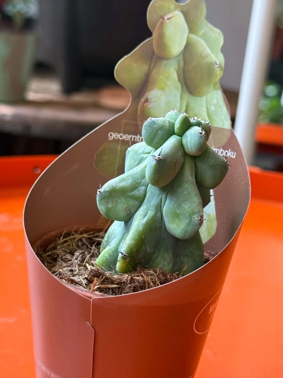 Myrtillocactus geometrizans 'Fukurokuryuzinboku' kaktus DØ6,5cm (4).jpg