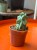 Myrtillocactus geometrizans 'Fukurokuryuzinboku' kaktus DØ6,5cm (5).jpg