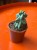 Myrtillocactus geometrizans 'Fukurokuryuzinboku' kaktus DØ6,5cm (1).jpg