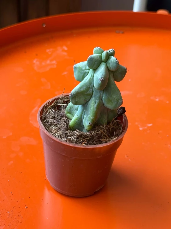 Myrtillocactus geometrizans 'Fukurokuryuzinboku' kaktus DØ6,5cm (1).jpg