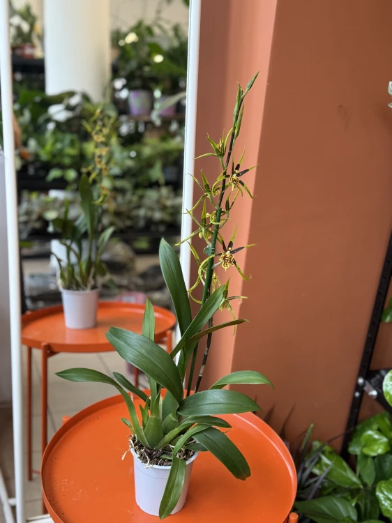 Brassia 'Mystic Maze' (3).jpeg