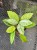 hoya carnosa splash hoja (1).jpg