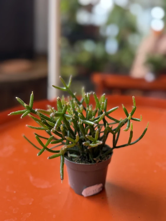 Rhipsalis cereuscula / Patyczak drobnopędowy