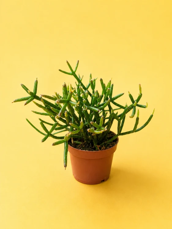 Rhipsalis cereuscula / Patyczak drobnopędowy
