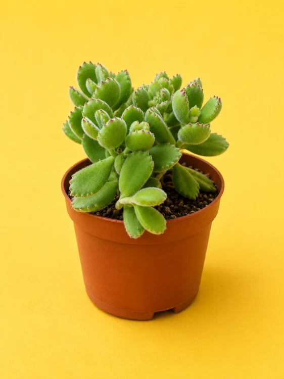 Cotyledon ladysmithiensis / Bear Paw / łapki niedźwiedzia