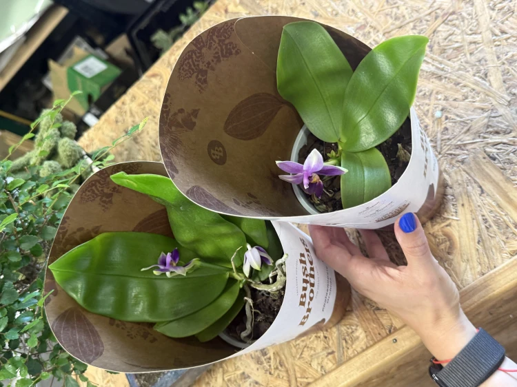 Phalaenopsis samara var. blue (bellina x violacea)