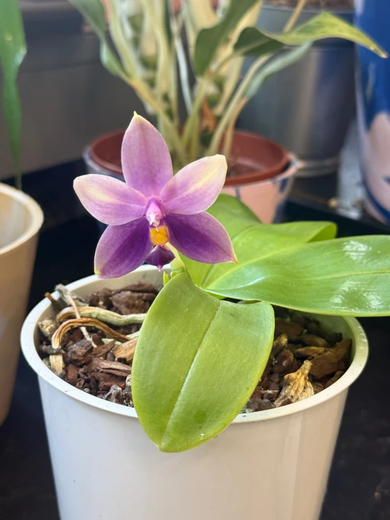 Phalaenopsis samara var. blue (bellina x violacea)