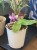Phalaenopsis samara var. blue (bellina x violacea)