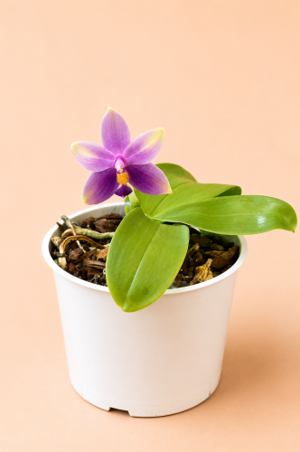 Phalaenopsis samara var. blue (bellina x violacea)