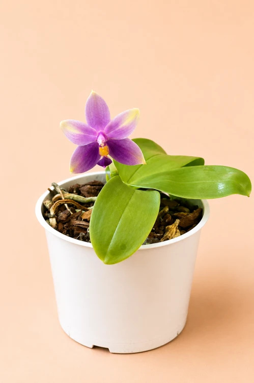 Phalaenopsis samara var. blue (bellina x violacea)