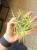 Oplątwa żółta  Tillandsia ionantha Aurea (2).jpeg