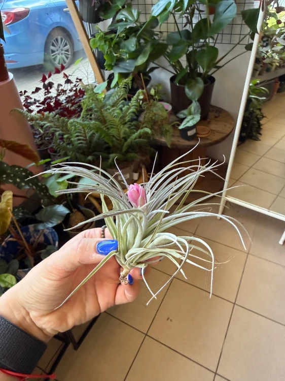 Tillandsia 'Cotton Candy' / Oplątwa 'Cotton Candy'
