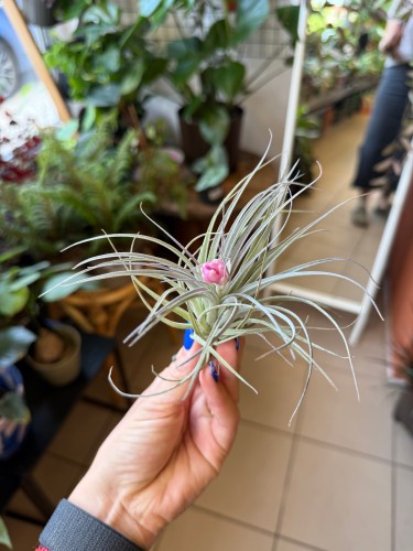Tillandsia 'Cotton Candy' / Oplątwa 'Cotton Candy'