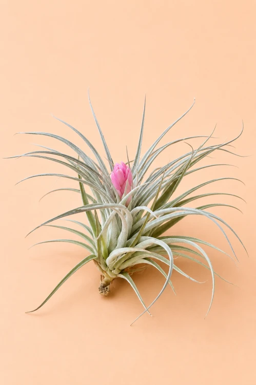 Tillandsia 'Cotton Candy' / Oplątwa 'Cotton Candy'