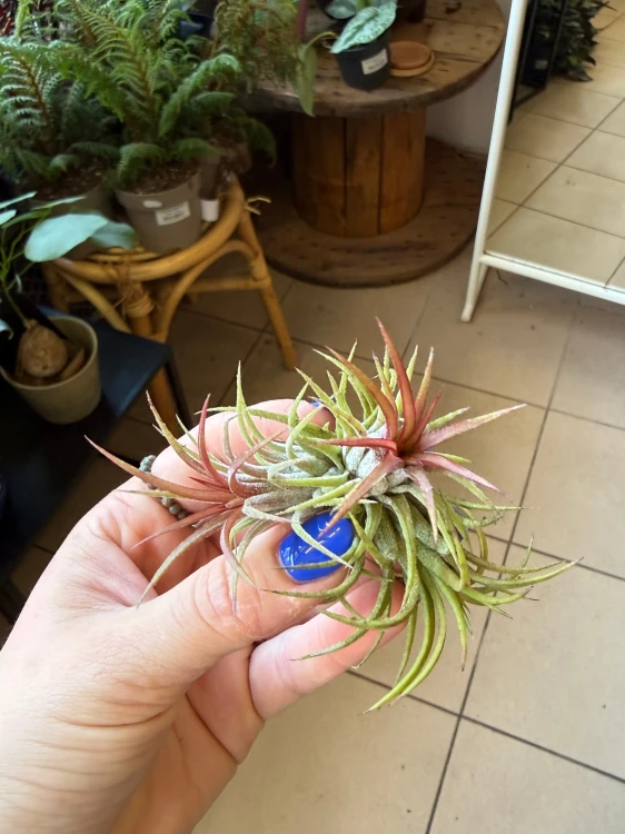 Oplątwa różowa  Tillandsia ionantha (1).jpeg