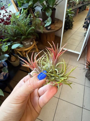 Oplątwa różowa  Tillandsia ionantha (2).jpeg
