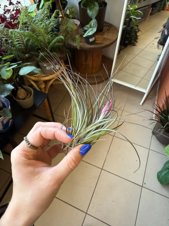 Tillandsia stricta  Oplątwa sztywn (2).jpeg