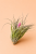 Tillandsia stricta / Oplątwa sztywna