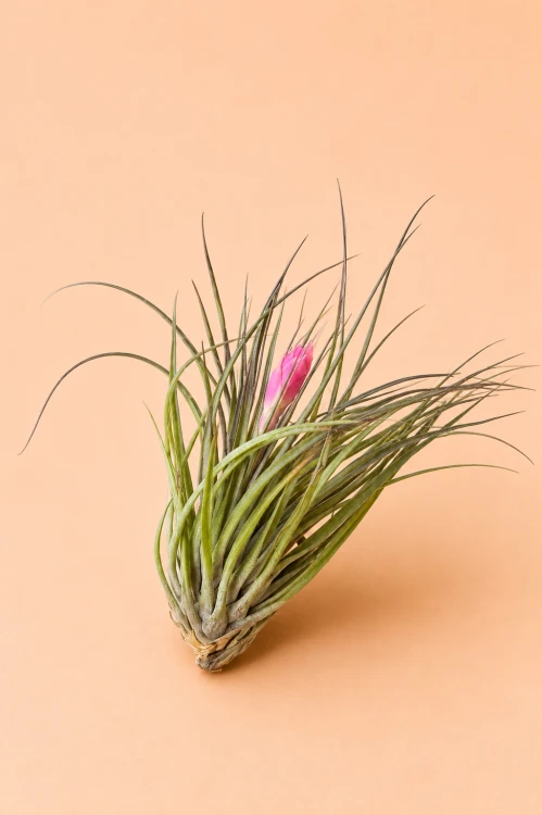 Tillandsia stricta / Oplątwa sztywna