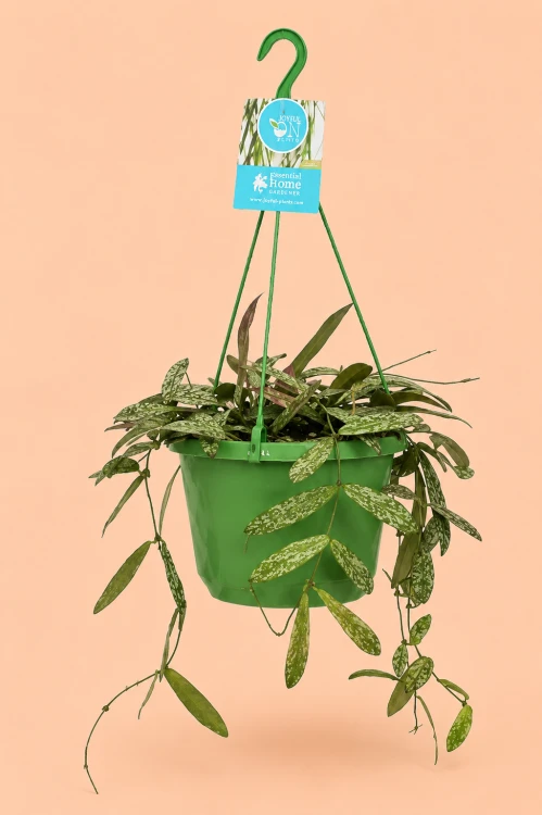 Hoya sigillatis hoja .png
