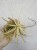 Tillandsia ionantha 3