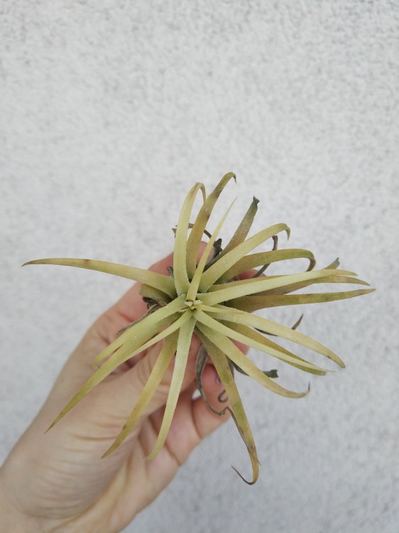 Tillandsia ionantha 33