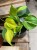 philodendron brasil