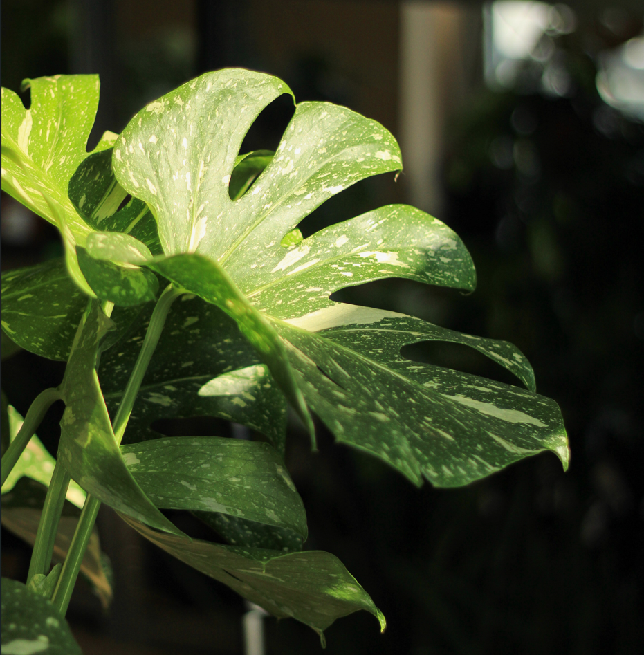 Monstera Thai Constellation